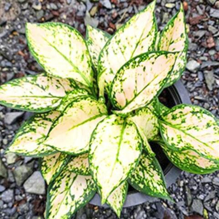 Аглаонема COMPACT PINK PANG / ANYAMANEE PAENG