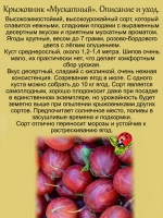 Крыжовник Мускатный десертный сладкий