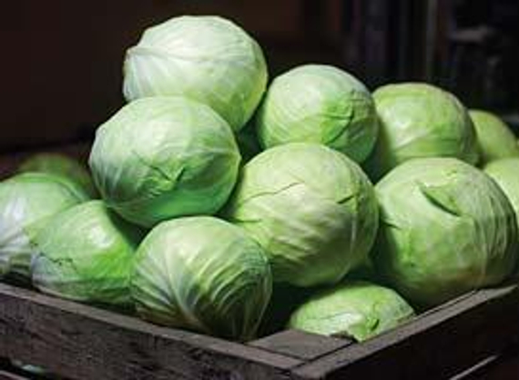 ЗЕНОН F1 семена капусты белокочанной (Syngenta | Alexagro) – фото 2