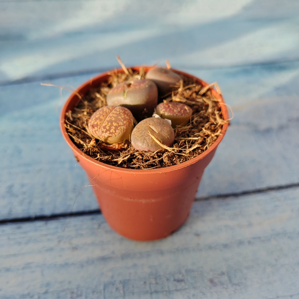 Lithops sp. (Литопсы)