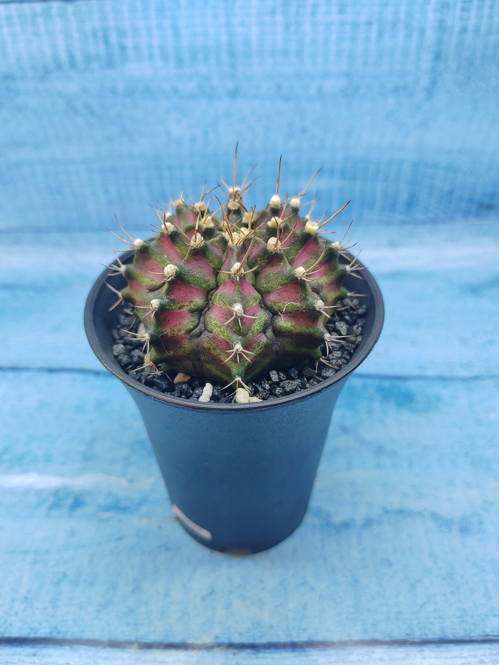 Gymnocalycium T-Rex Pink hybride (Гимнокалициум T-rex)