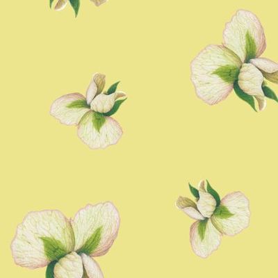 цветок гороха