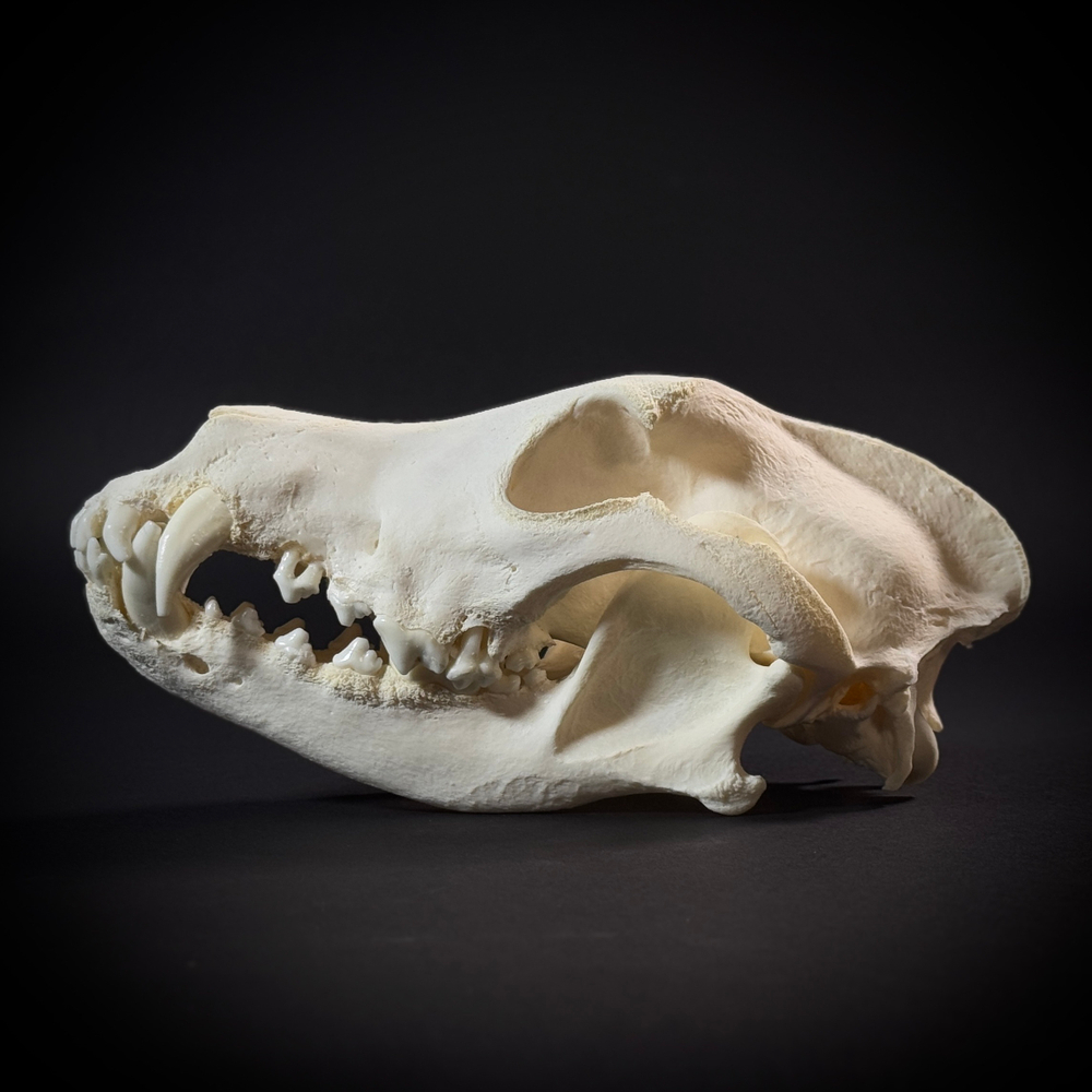 Череп собаки