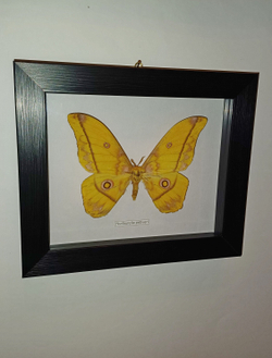 Бабочка Сатурния Nudaurelia petiveri в рамке