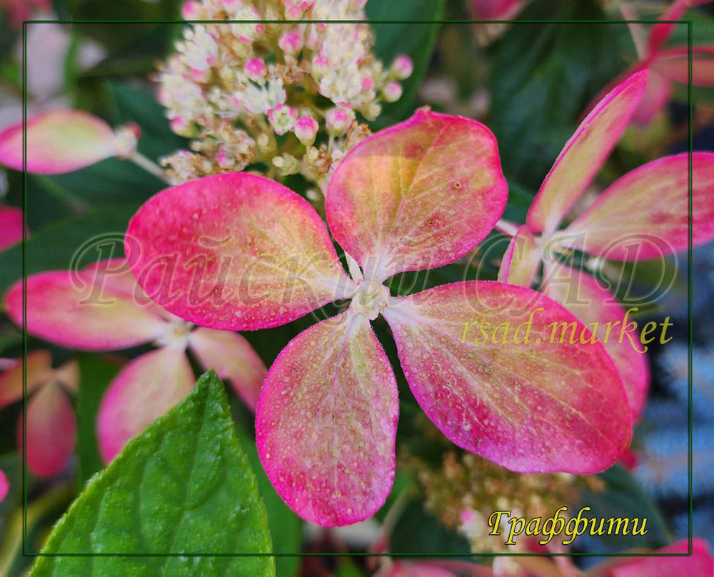 Гортензия метельчатая Граффити (Hydrangea paniculata `Graffiti`)