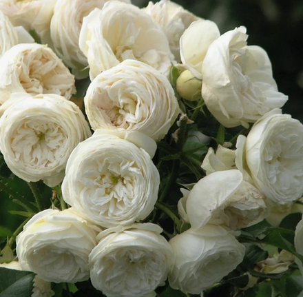 Роза парковая Артемис ОКС конец апреля -май 2026