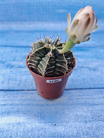 Gymnocalycium Friedrichii (Гимнокалициум)