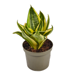 Сансевиерия