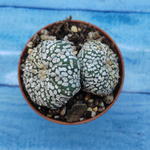 Astrophytum Asterias "Super Kabuto" (Астрофитум)