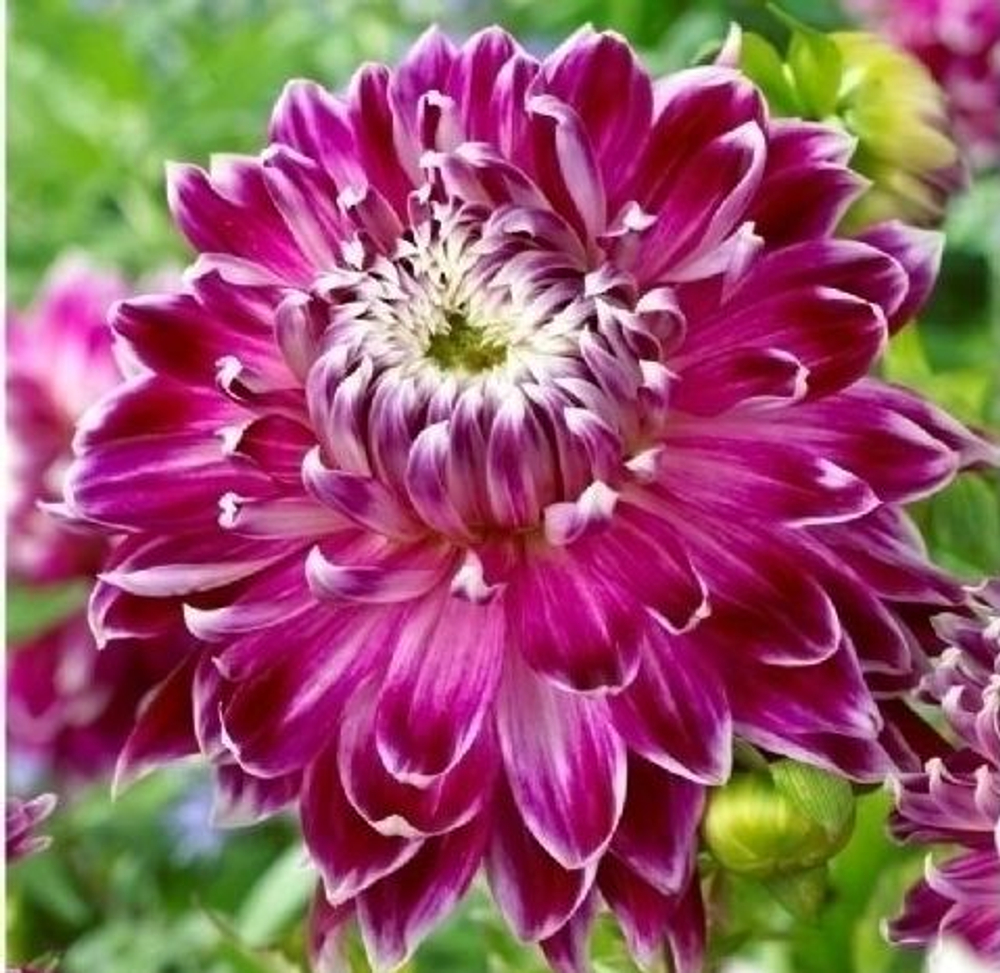 Георгина Ванкувер декоративная