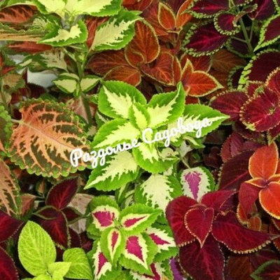 Колеус (цена за 6 штук)