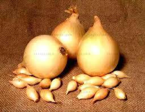 Лук - севок Стурон ( Голландия) ( 1кг)