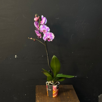 Орхидея фаленопсис 1 ствольная