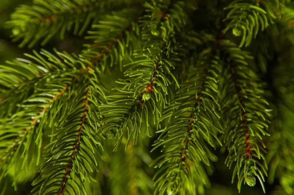 Ель Коттеджная 260 см., литая хвоя+пвх, TreeDeLux (70075)