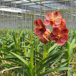 Ванда V RUJIROT