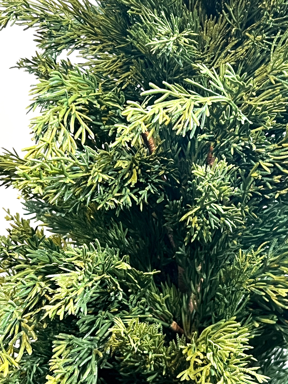 Туя в кашпо 90см.