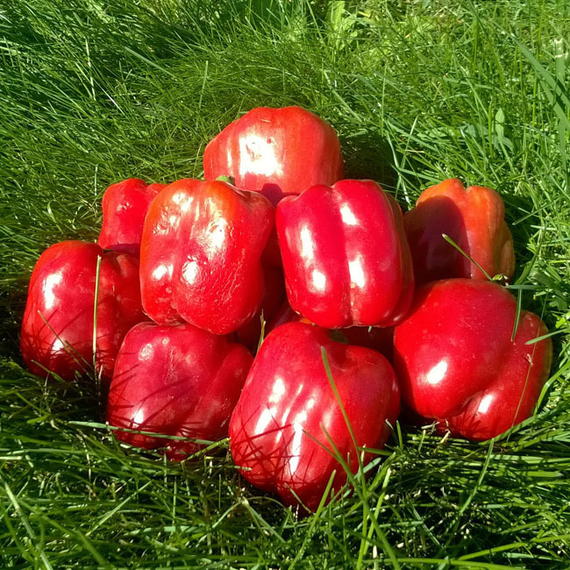 РЭД БАРОН F1 семена перца сладкого Enza Zaden купить – фото 1