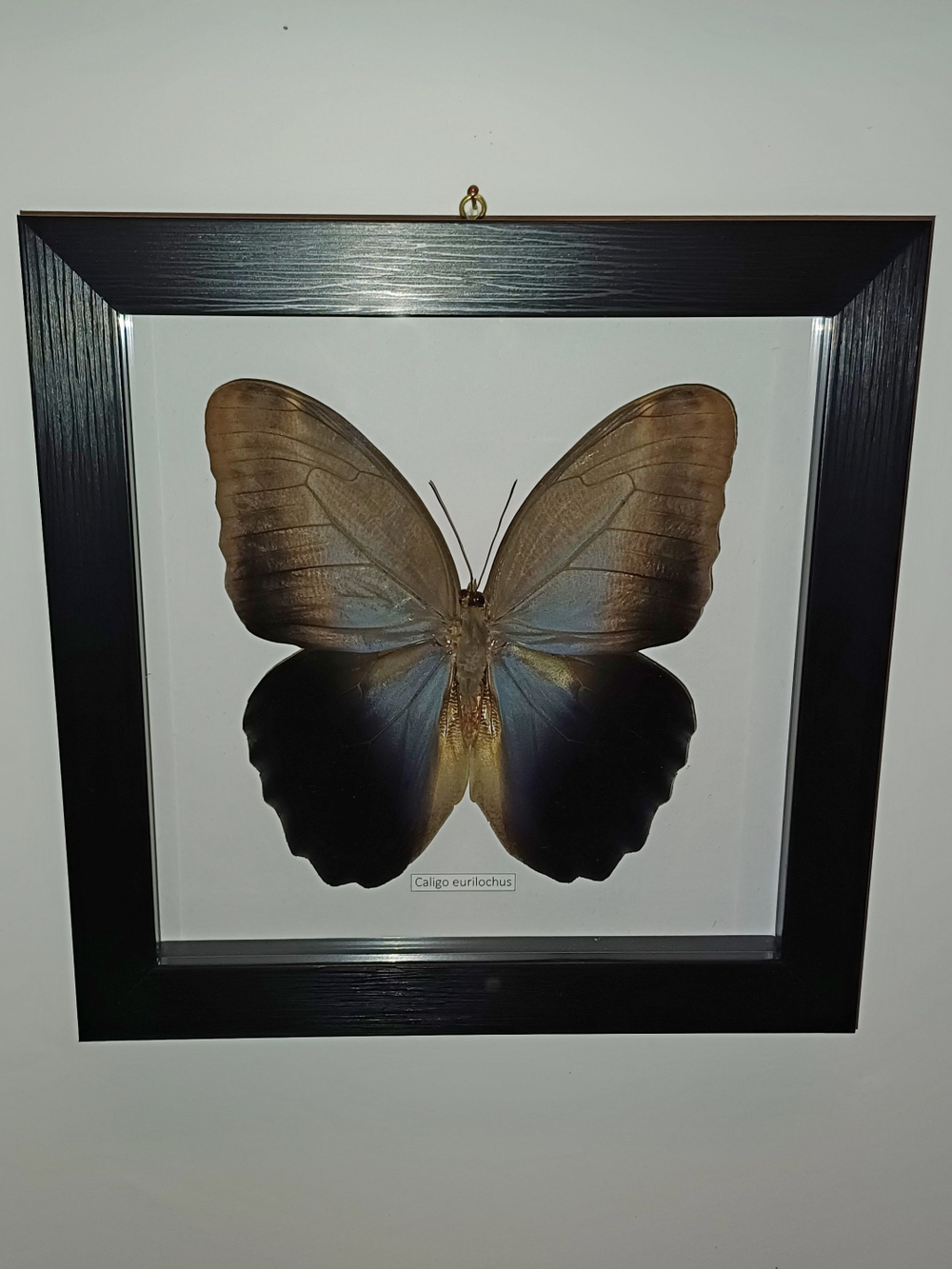 Бабочка Caligo eurilochus в рамке