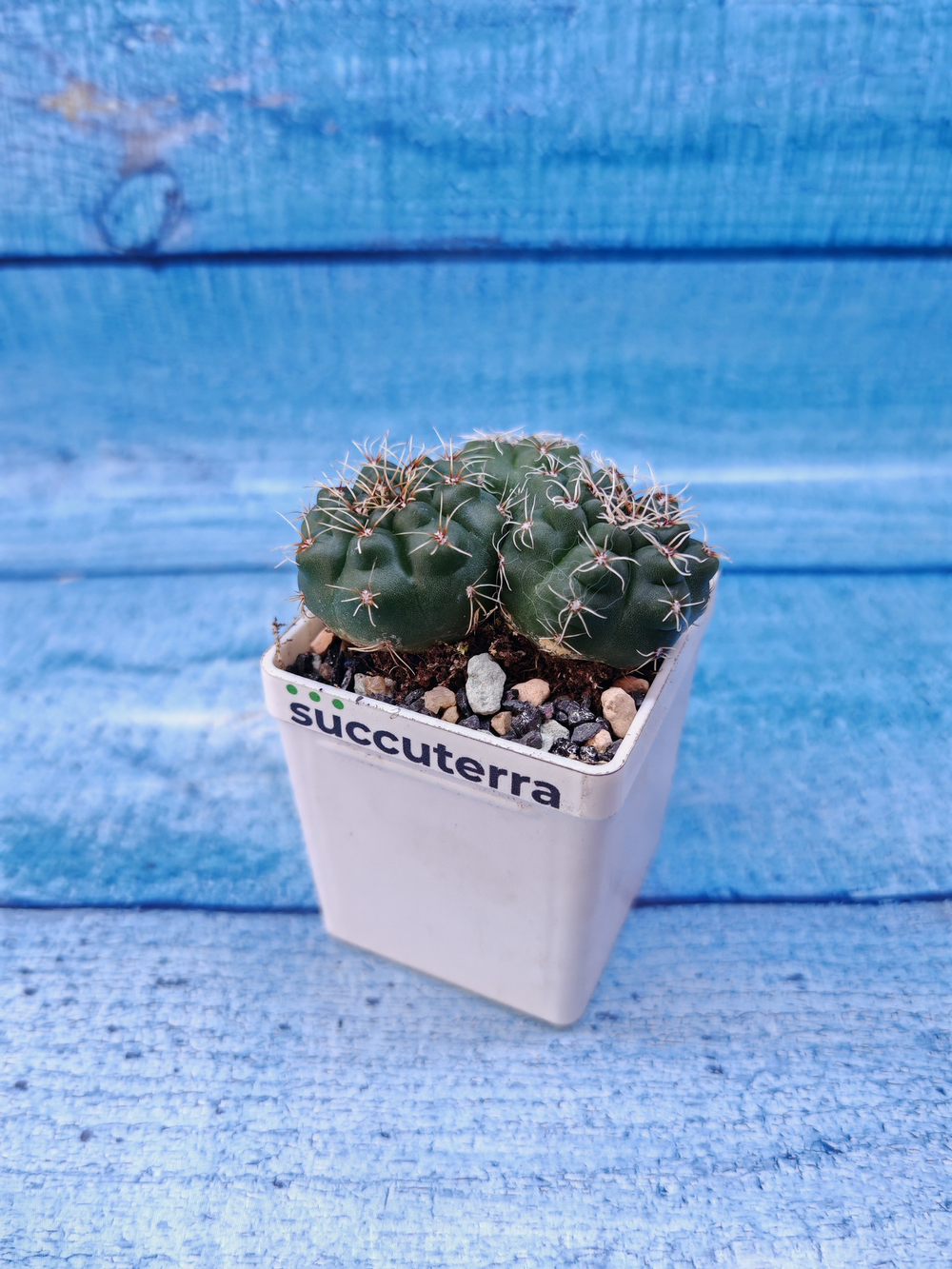 Gymnocalycium Baldianum (Гимнокалициум)