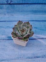 Echeveria Chihuahuensis (Эхеверия)