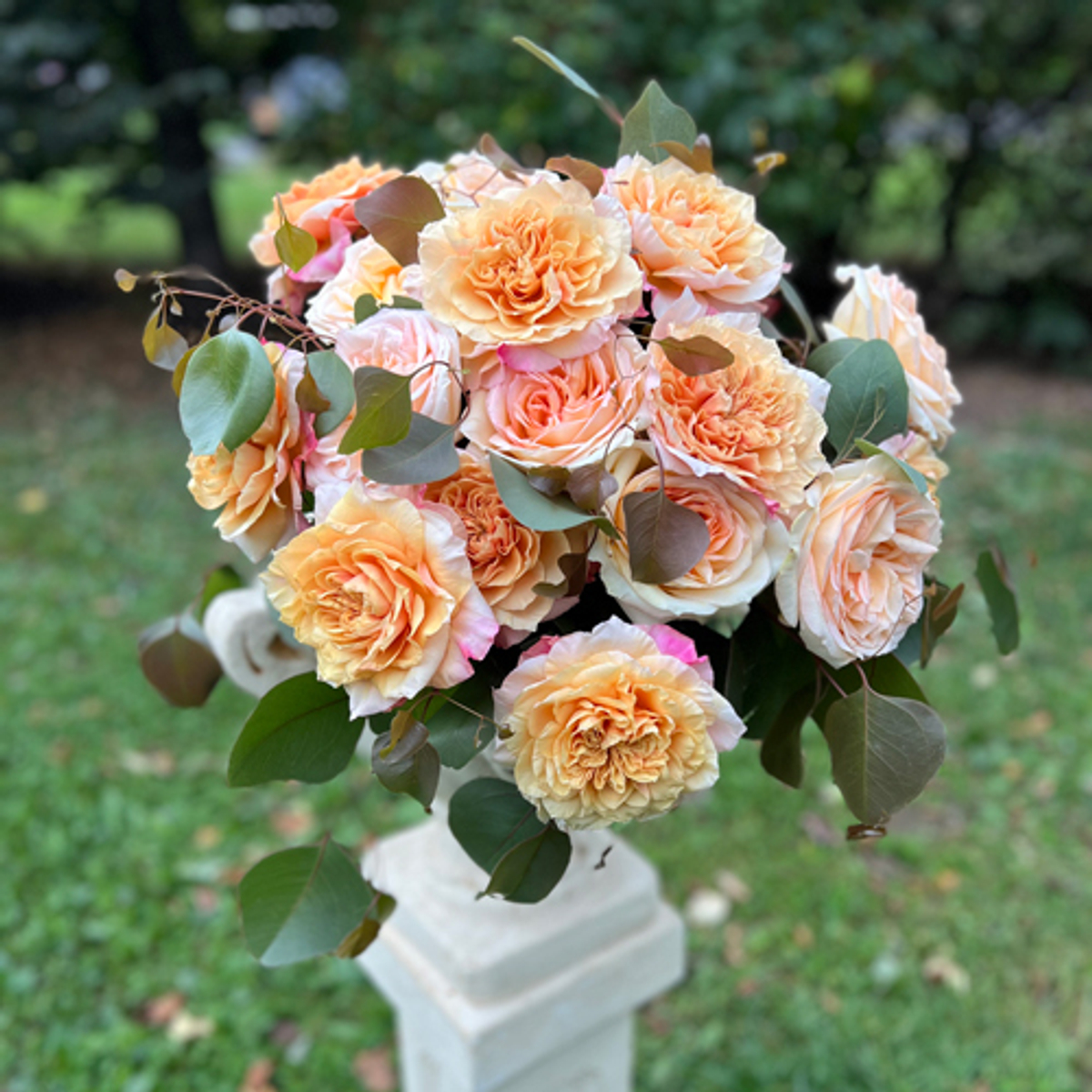 🍀 На восходе солнца — чайного цвета розы в полном великолепии