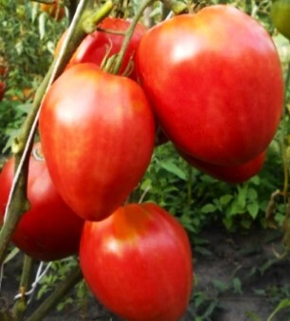 Миссис Шлаубах знаменитая клубника Mrs. Schlaubaugh’s Famous Strawberry