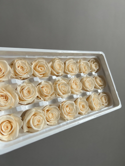 Роза классическая шампань d=2-3 см (упак 21 шт)