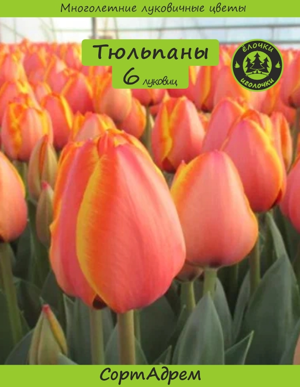 Тюльпан Луковицы цветов Адрэм 6 шт