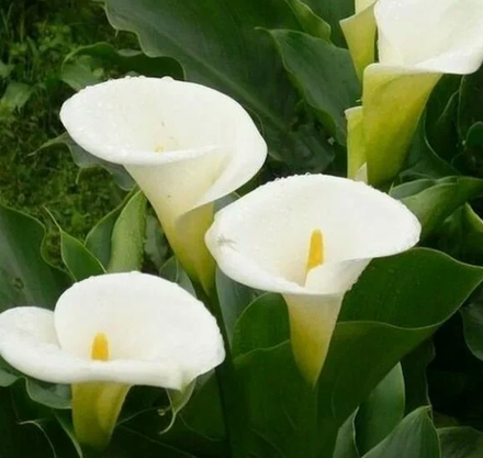 Калла Элегант Свон 1 клубень, март 2026