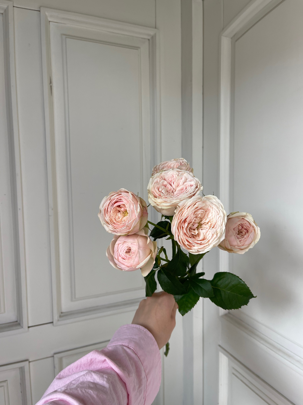 Пионовидная кустовая роза Mansfield Park крупный бутон