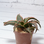 Aloe Dannyz (Алоэ)