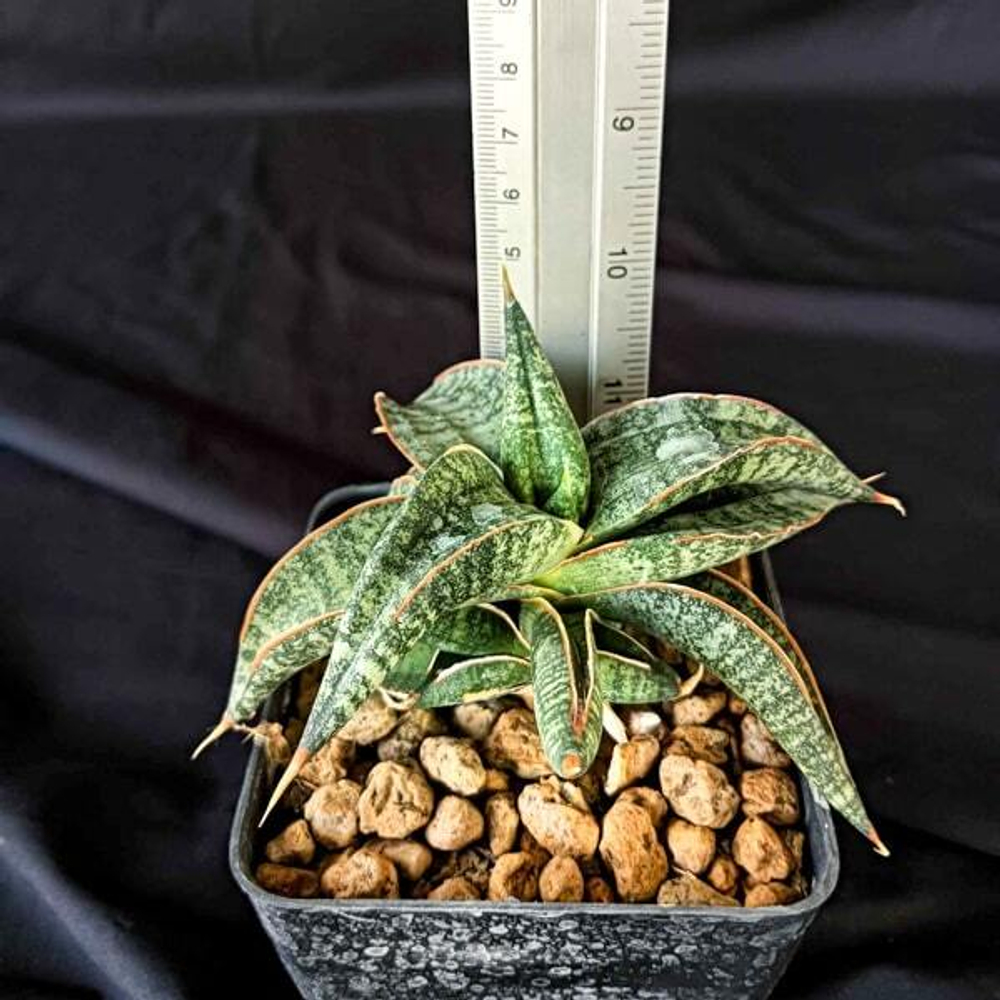 Сансевиерия TARANTURA