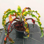 Кротон INDIA DAENG