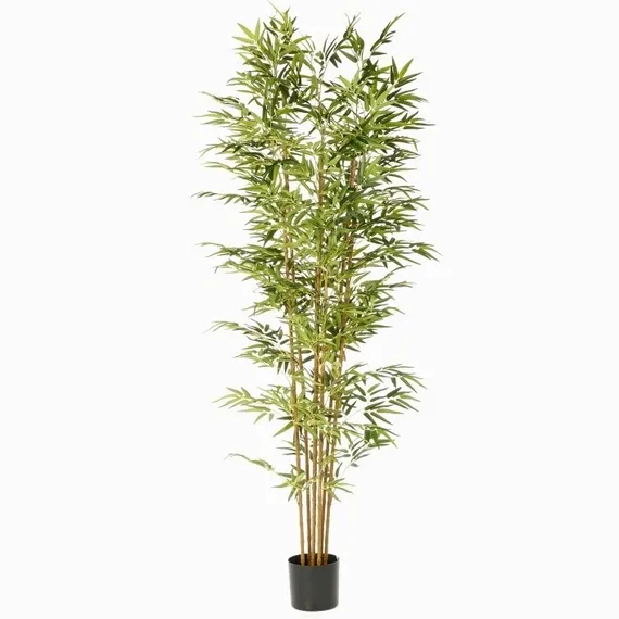 Бамбук высота 210 см, 5 стволов