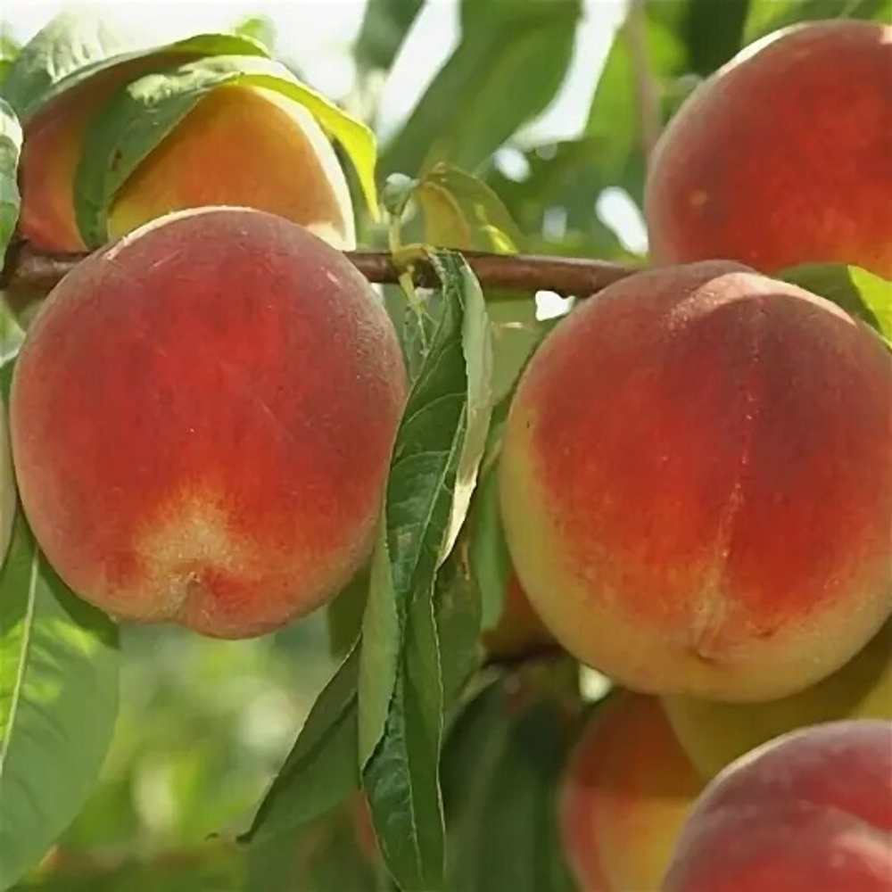 Юбилей Столицы (Колоновидный)