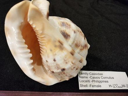 Кассис Корнута (100-200-215 мм)