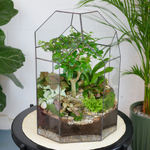 Готовый флорариум бонсай Лигуструм Бонсариум XL