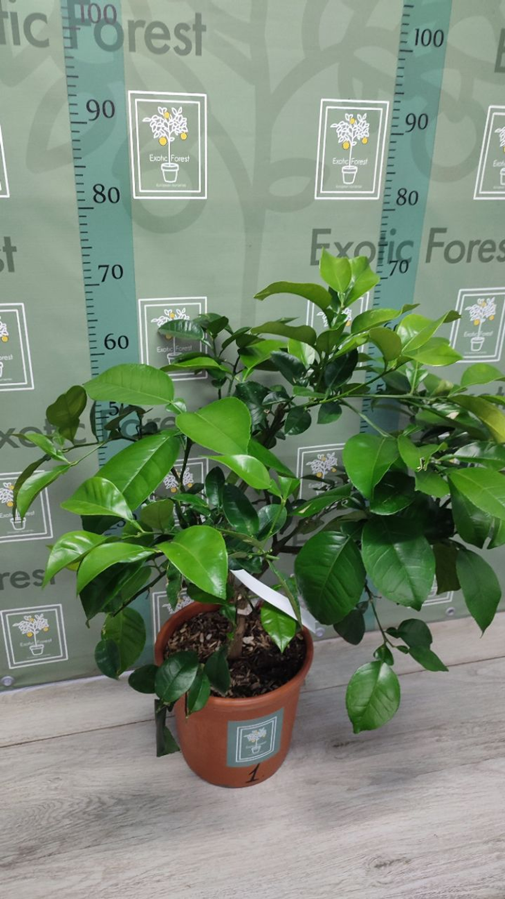 C. grandis × C. paradisi