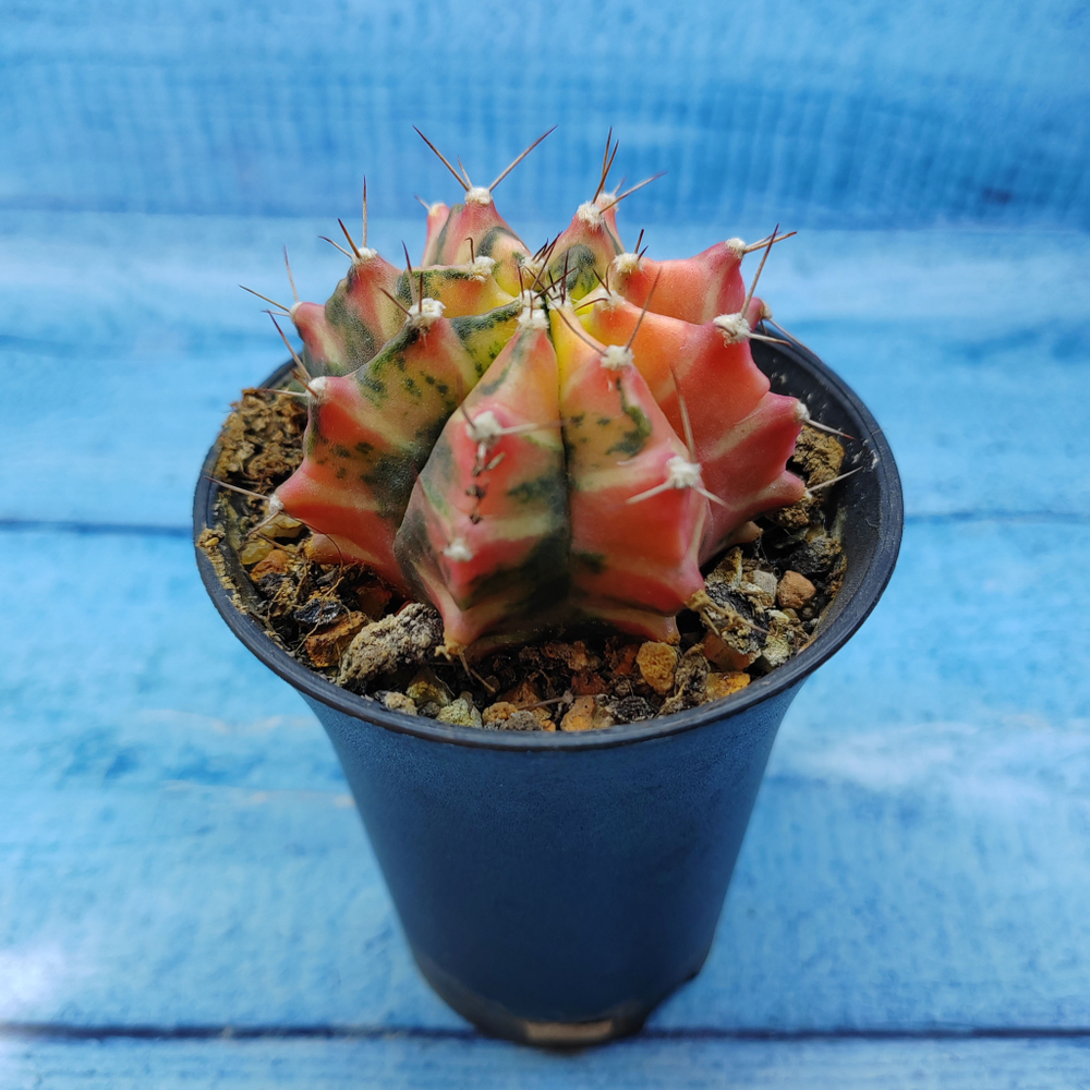 Gymnocalycium Variegata (Гимнокалициум Вариегатный)