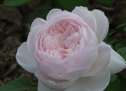 Роза Герцогиня Кристина (Herzogin Christiana)