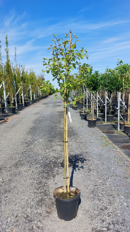 Боярышник средний Паулз Скарлет штамб 150 см Закупка М66 апрель 2026