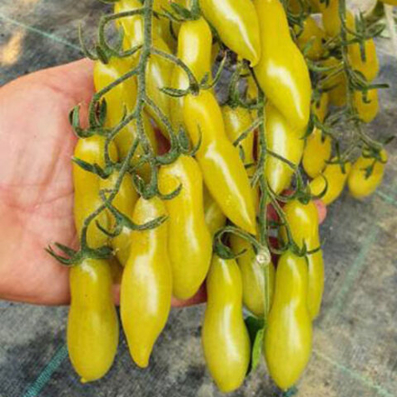 Томат Черри Танцующие пальцы