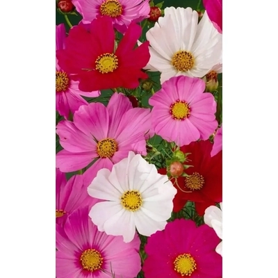 Семена Космея Дварф Сенсейшн Микс 0,15гр (УД) Е/П