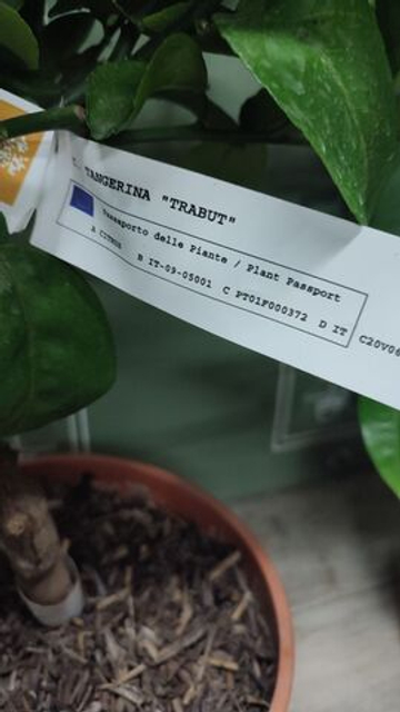Танжерин "Trabut"