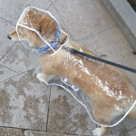 Дождевик для мелких пород собак «KOMFORT», прозрачный, р M