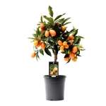 Цитрус Кумкват