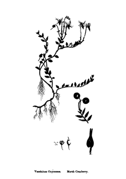 The Berries and Heaths of Rannoch, by a Snowdrop | Rannoch