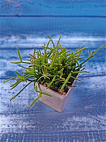 Rhipsalis Clavata (Рипсалис)
