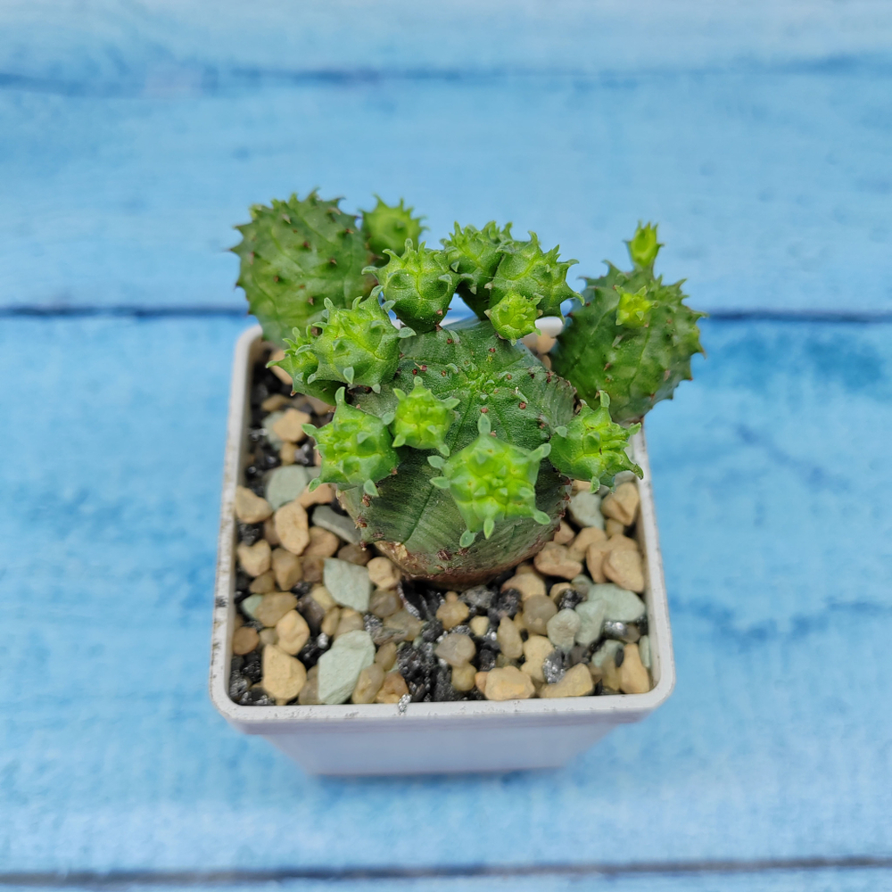 Euphorbia Globosa (Молочай шаровидный)
