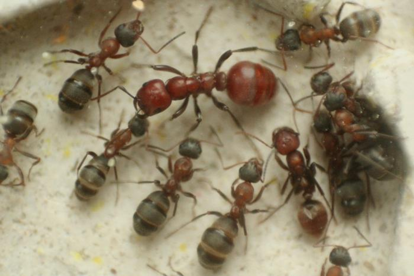 Polyergus rufescens - муравей амазонка